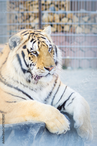 Fototapeta Naklejka Na Ścianę i Meble -  Big adult ginger tiger lying and sleeping on the tire in the zoo