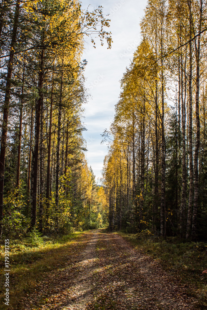 Fototapeta premium Słoneczny jesienny dzień