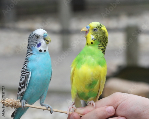 Chit Chattering