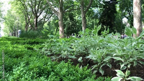 Lots greenery wind video motion Red street Park city Krasnodar downtown alley walk green grass flowers trees summer doves lawn lights people cars traffic russia citizens park leafs autumn walks