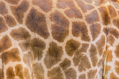 Close-up Giraffe Skin.