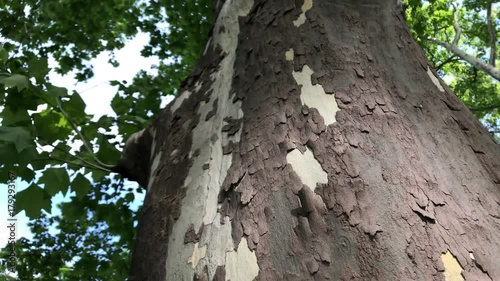 Moving forward influx: Beautiful young woman enjoying nature touching tree sycamore outdoor beauty girl hand touching trunk forest summer touches trees hand grazes length forest moves video Closeup