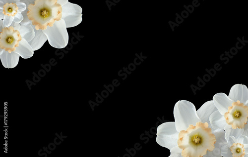 This is a photo of a type of tulip in multipes with a significant amount of white space. photo