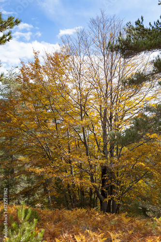 Autumn Trees On Etna Mountain
