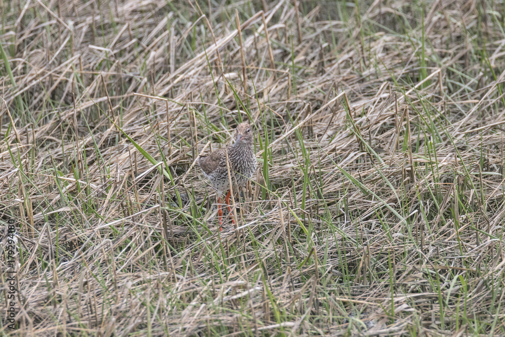 Rotschenkel, Tringa totanus, fliegt