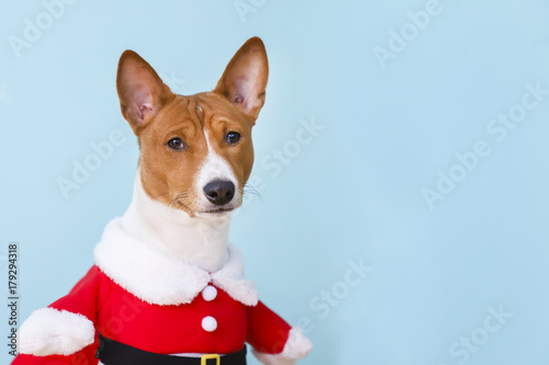 Fototapeta Naklejka Na Ścianę i Meble -  Basenji dog dressed in Santa Claus suit.
