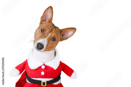 Basenji dog dressed in Santa Claus suit. Isolated on the white background.