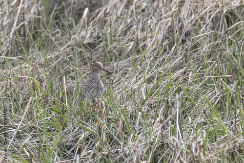 Rotschenkel, Tringa totanus, fliegt