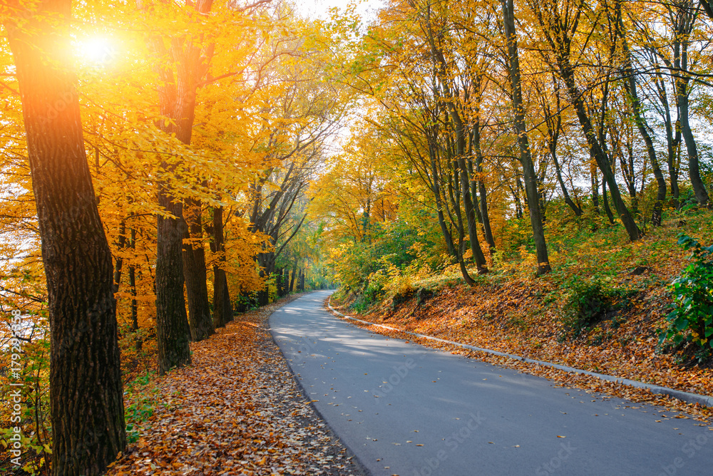 Obraz premium Bright and scenic landscape of new road across auttumn trees with fallen orange and yellow leaf