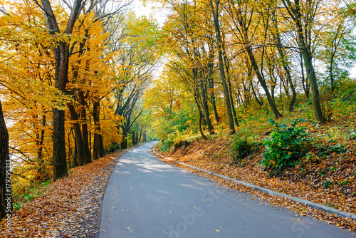 Bright and scenic landscape of new road across auttumn trees with fallen orange and yellow leaf