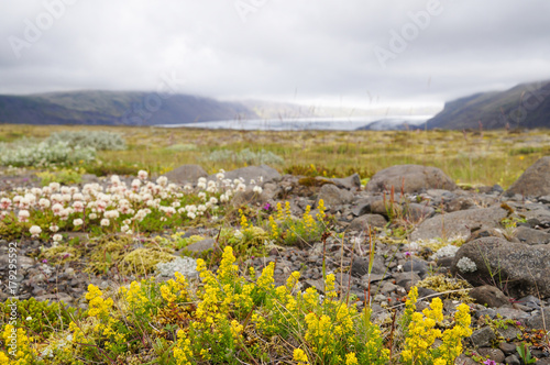 Beautiful wild flowers in Iceland. photo