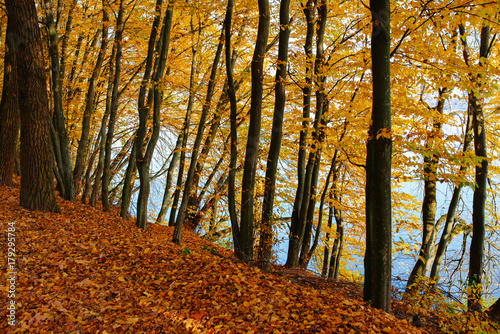 Autumn landscape of colorful trees stem in forest near to the water