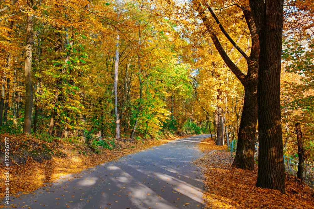 Bright and scenic landscape of new road across auttumn trees with fallen orange and yellow leaf