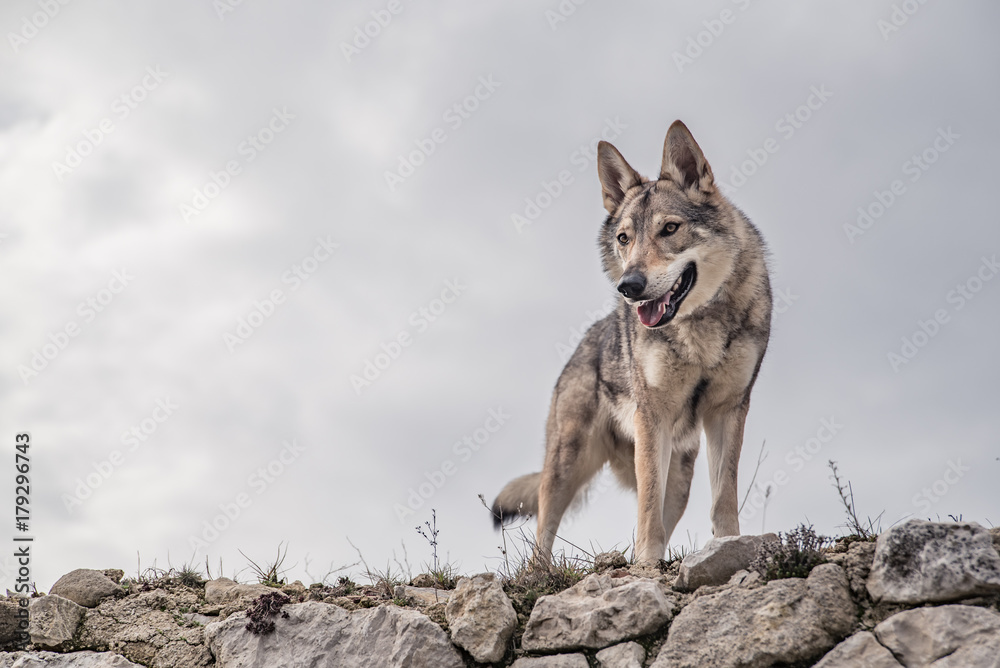 Fototapeta premium wolf standing on a ruin with plenty space for text or advert