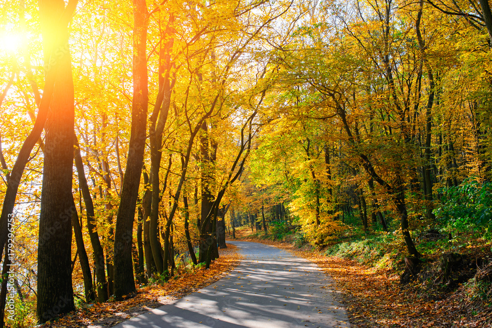 Bright and scenic landscape of new road across auttumn trees with fallen orange and yellow leaf