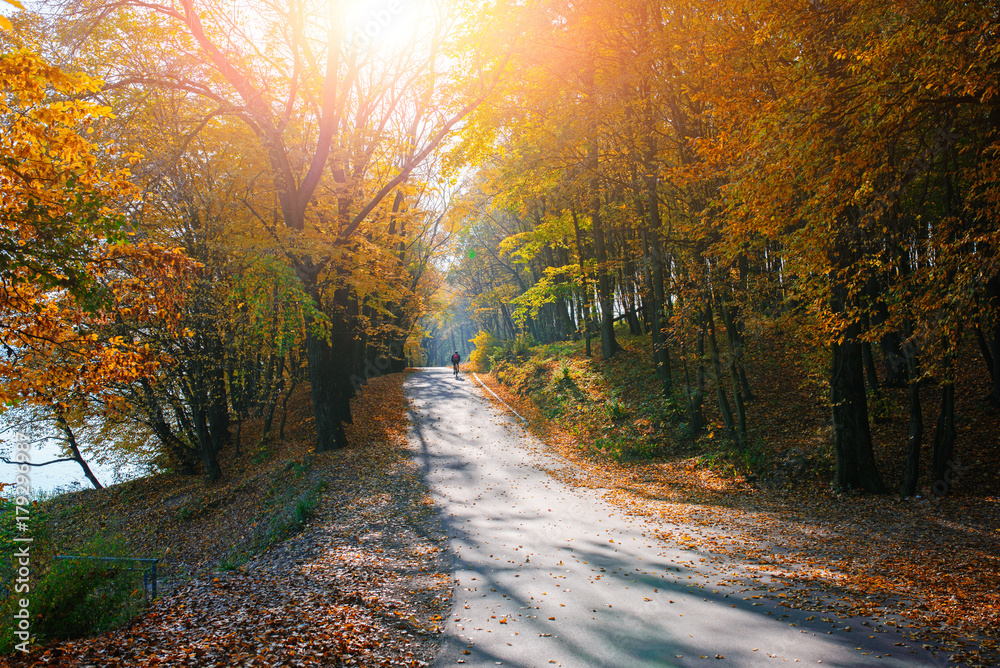 Bright and scenic landscape of new road with bicyclist across auttumn trees with fallen orange and yellow leaf