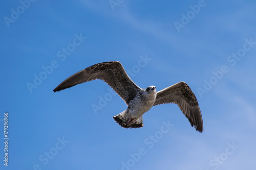 Low angle view of seagull in flight