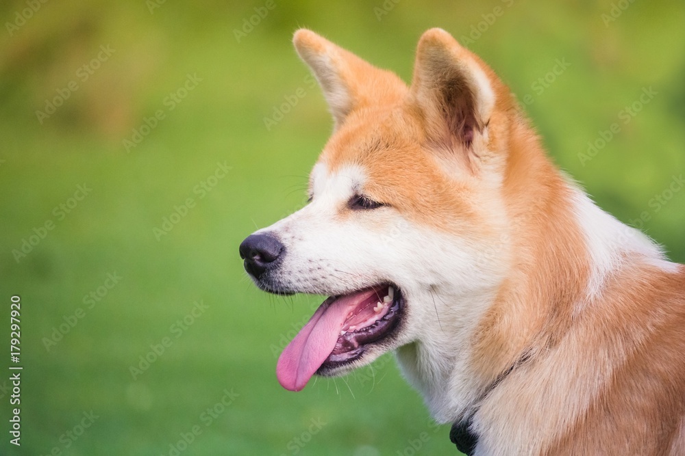 le portrait d'un petit chiot akita inu sur un fond flou artistique de couleur vert