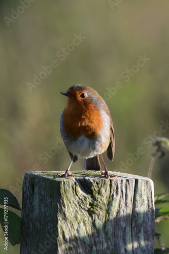 Robin