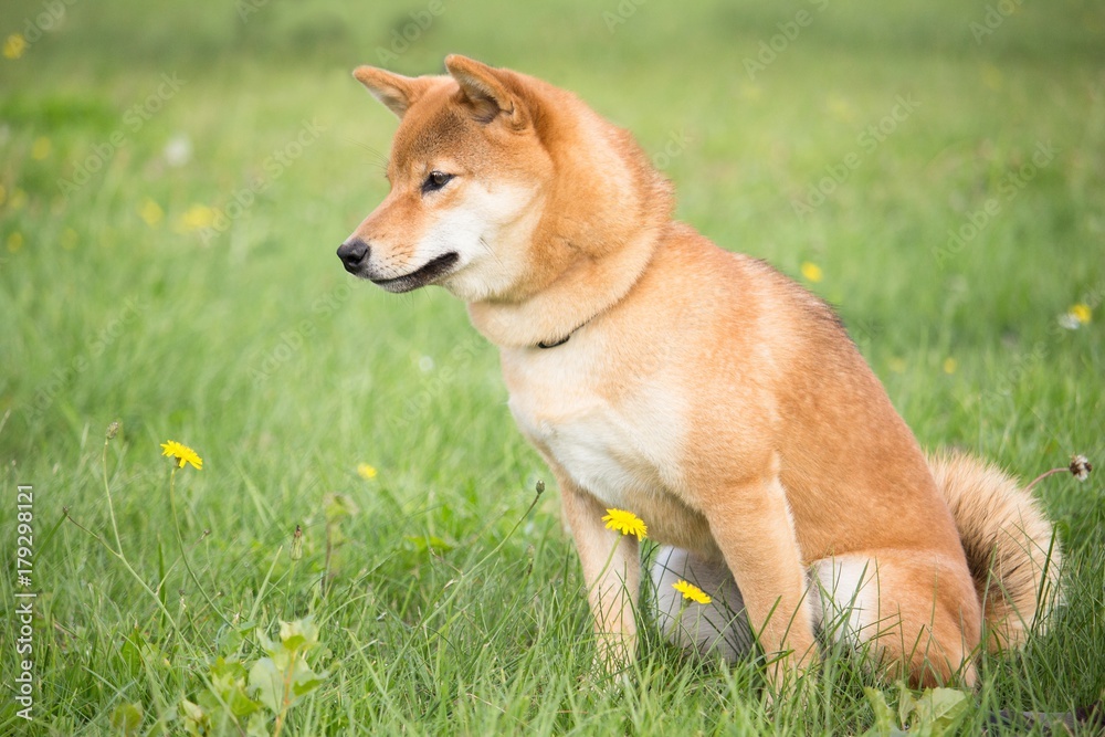 petit chien japonais shiba inu en éducation canine avec une position assis