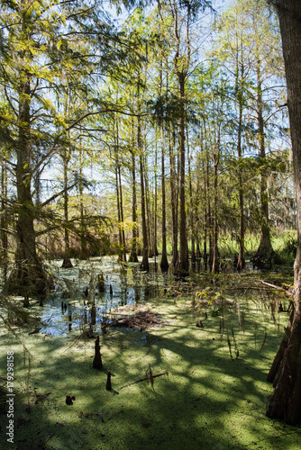 Cedar swamp in Florida photo