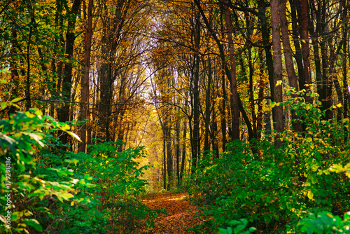 Bright and colorful landscape of autumn forest trail covered with leaf photo