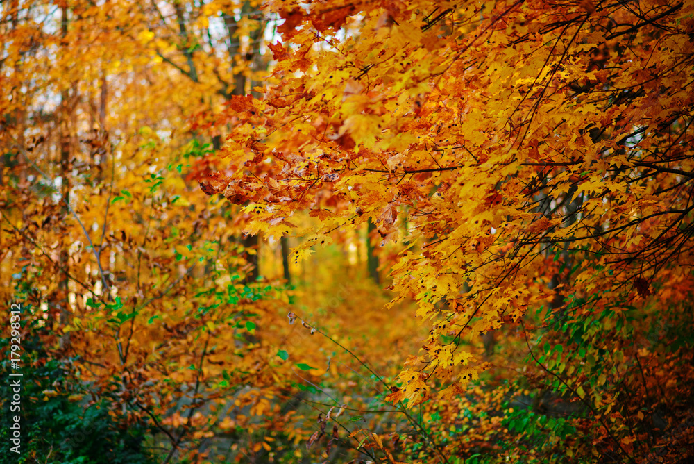 Maple leaves dotted and speckled on branches of tree in the middle of autumn forest