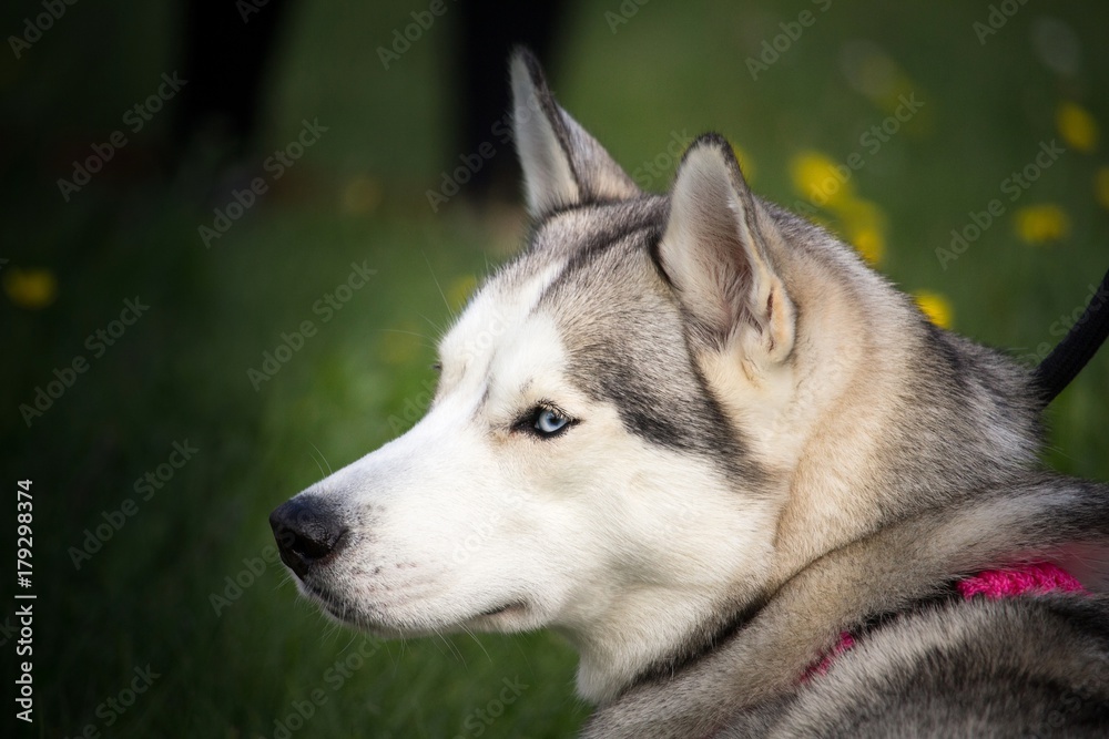 le portrait de la tête d'un chien husky avec un collier rose
