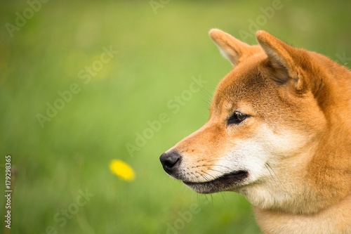 Fotografering un portrait de la tête du chien japonais shiba inu avec un air attentif
