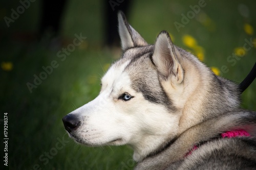 le portrait de la t  te d un chien husky avec un collier rose