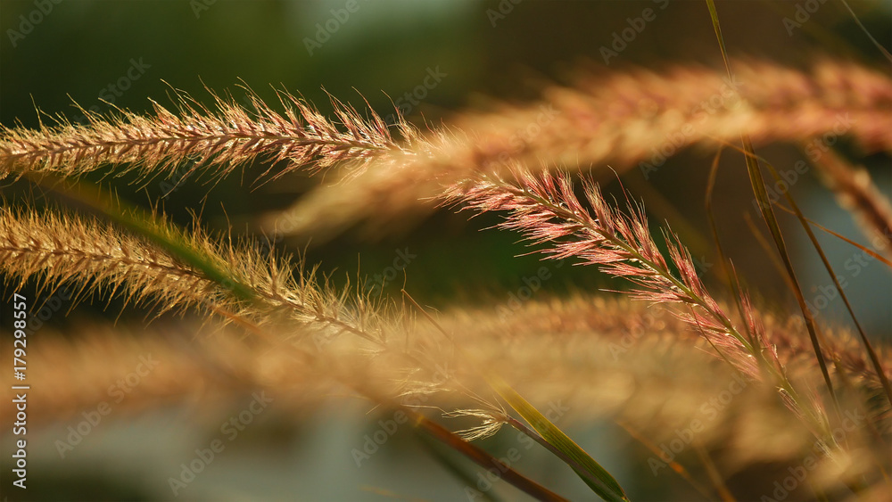 Grass ear spikes at the sunset. Spikelets are flying in the wind against the sun at sunset. Grass ear spikes at the sunset. Spikelets are flying in the wind against the sun at sunset.