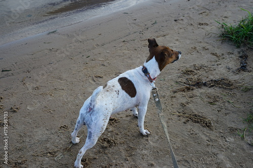 Jack Russell