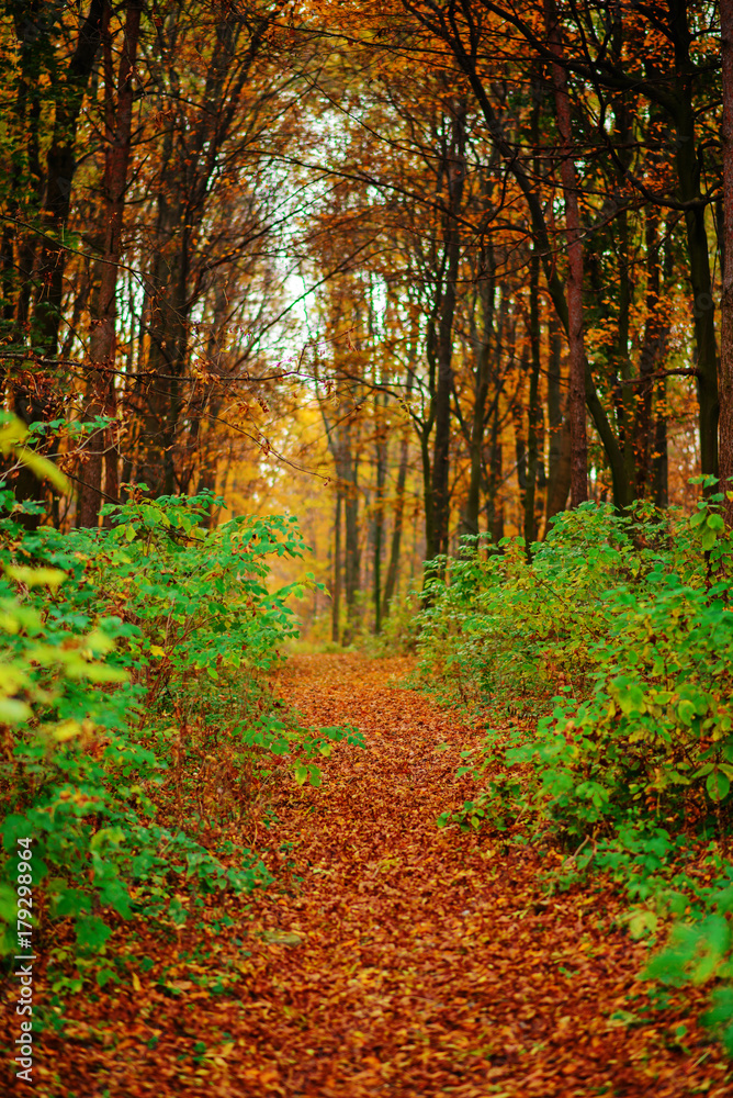 Bright and colorful landscape of autumn forest trail covered with leaf