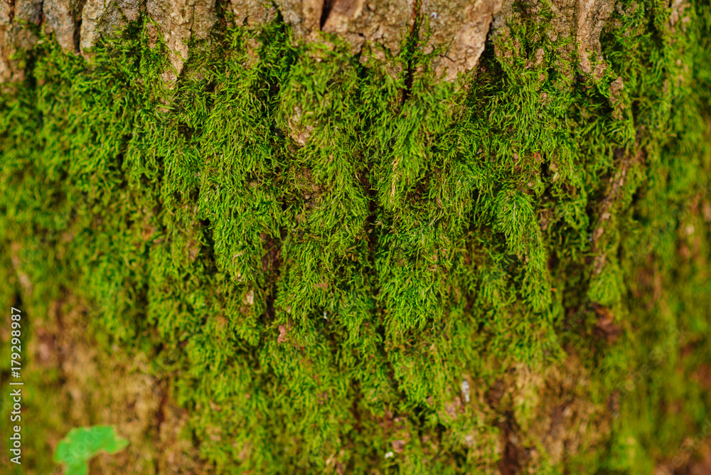 Close up texture of an old wood bark with green moss