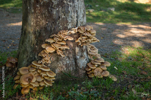 Voûtes sur un arbre