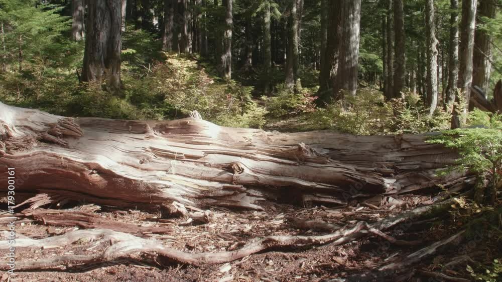 Boston Terrier Dog Puppy Runs and Jumps Over Large Fallen Tree Log in Nature Forest Scene Boston Terrier Dog Puppy Runs and Jumps Over Large Fallen Tree Log in Nature Forest Scene