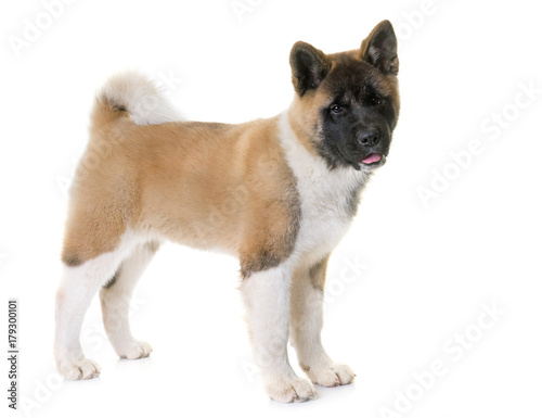 puppy american akita