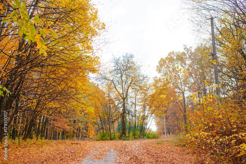 Bright and colorful landscape of sunny autumn forest with orange foliage and trail