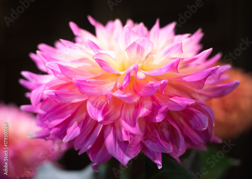 Fototapeta Naklejka Na Ścianę i Meble -  Vibrant Pink and White Dahlia 