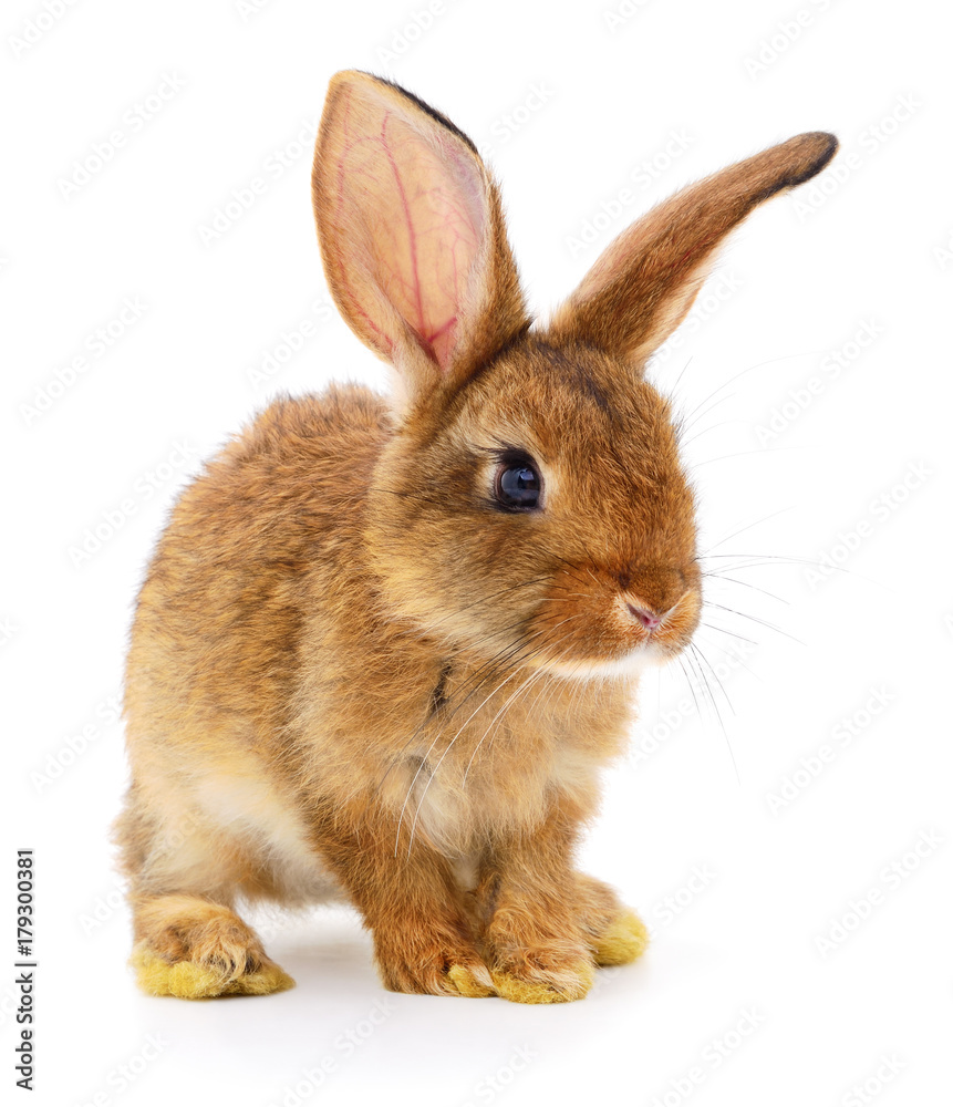 Obraz premium Brown rabbit on white.