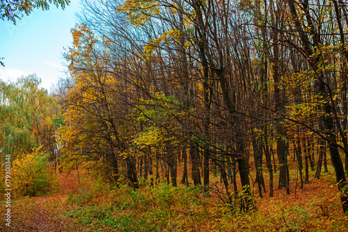 Bright and colorful landscape of autumn forest with trail covered with leaf