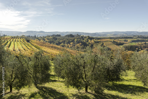 Weinfelder und Olivenb  ume derToskana