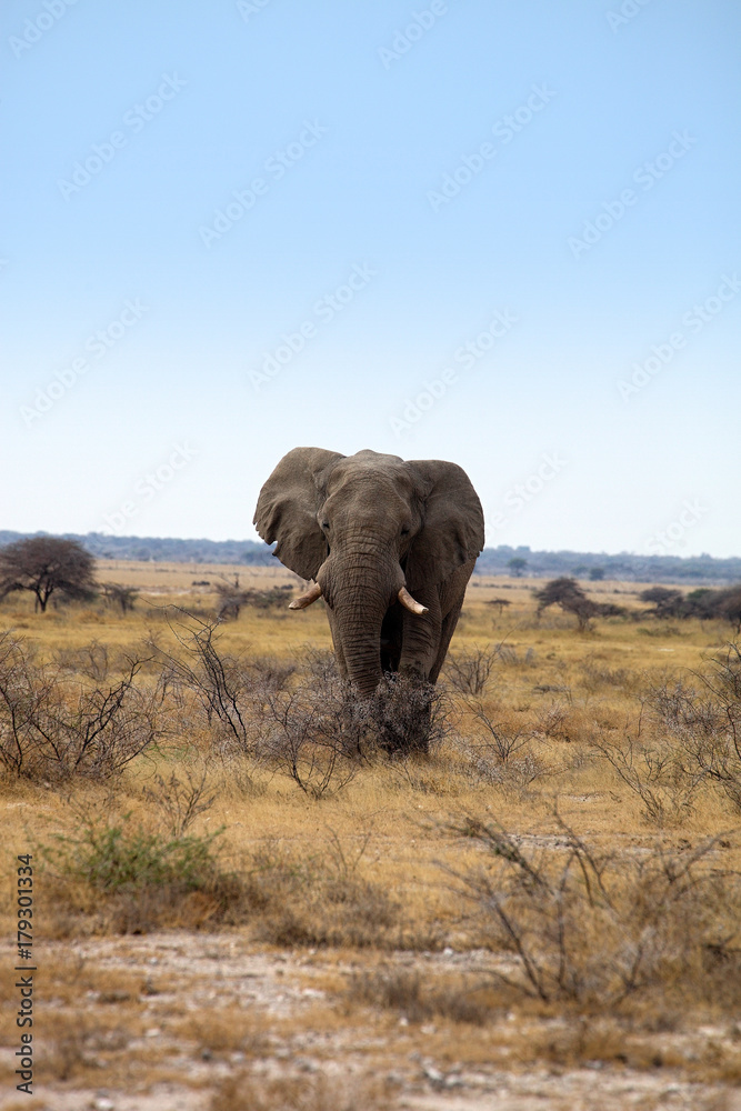 Obraz premium he old African elephant Loxodonta africana bush in the Etosha National Park, Namibia