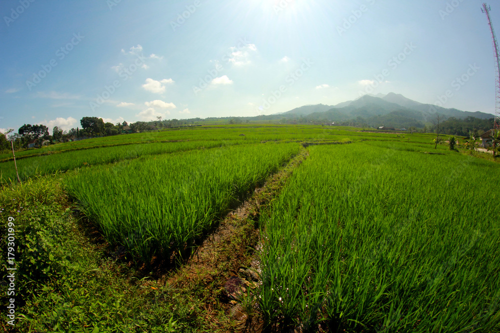 rice plants, mountains, and blue skies rice plants, mountains, and blue skies
