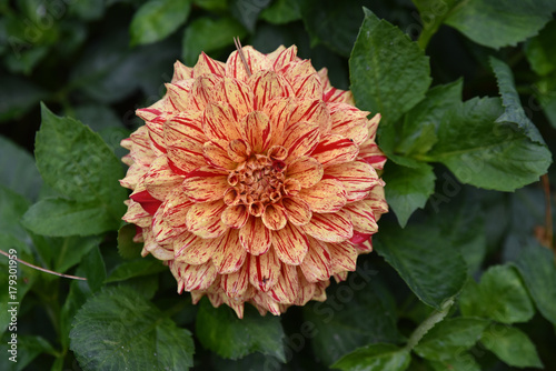 Fototapeta Naklejka Na Ścianę i Meble -  Dahlia jaune et rouge au jardin en été