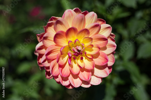 Fototapeta Naklejka Na Ścianę i Meble -  Solitary dahlia looks like it is floating in air against a green leafy background.