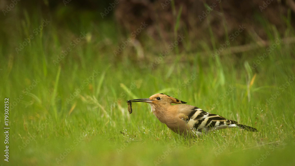 Hoopoe hunting insects Hoopoe hunting insects