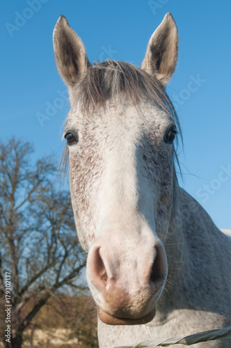 portrait de cheval gris dans une prairie  © pixarno