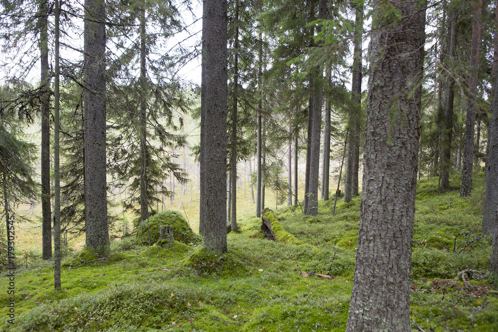 Finnish forest on an autumn day. Finnish forest on an autumn day.