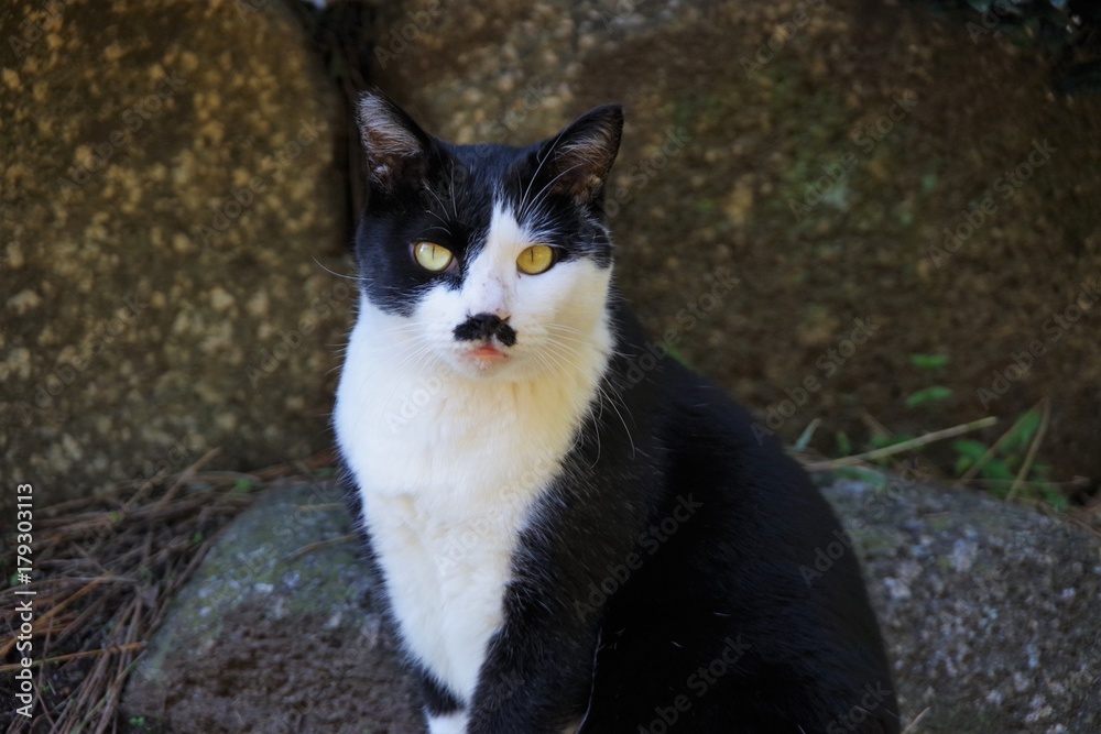 口髭のような模様の猫 口髭のような模様の猫